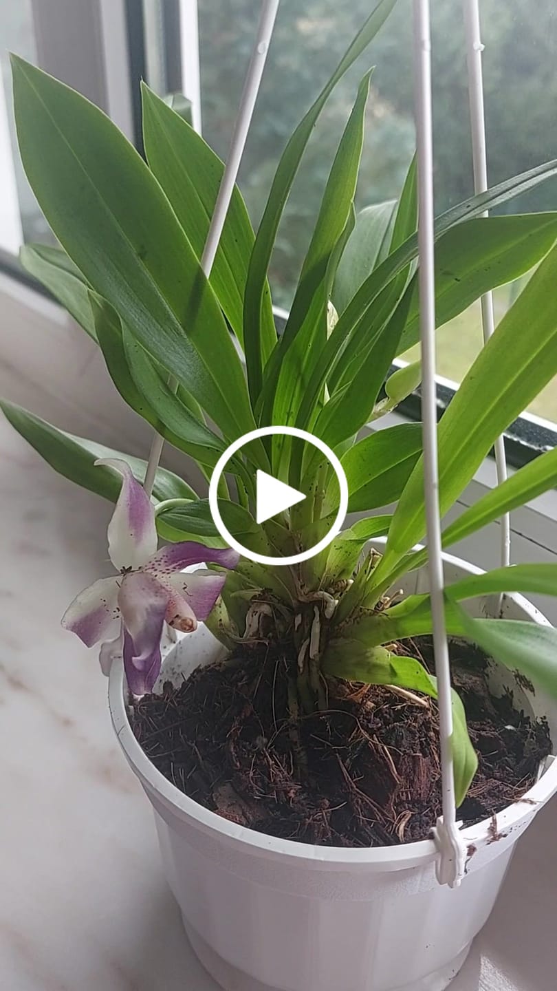Customer video review of Cochleanthes im Ampeltopf in versch. Farben