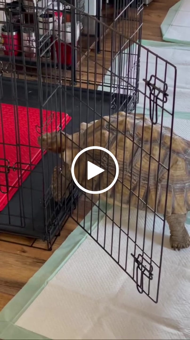 Customer video review of Heat Mats for Tortoise and Reptile