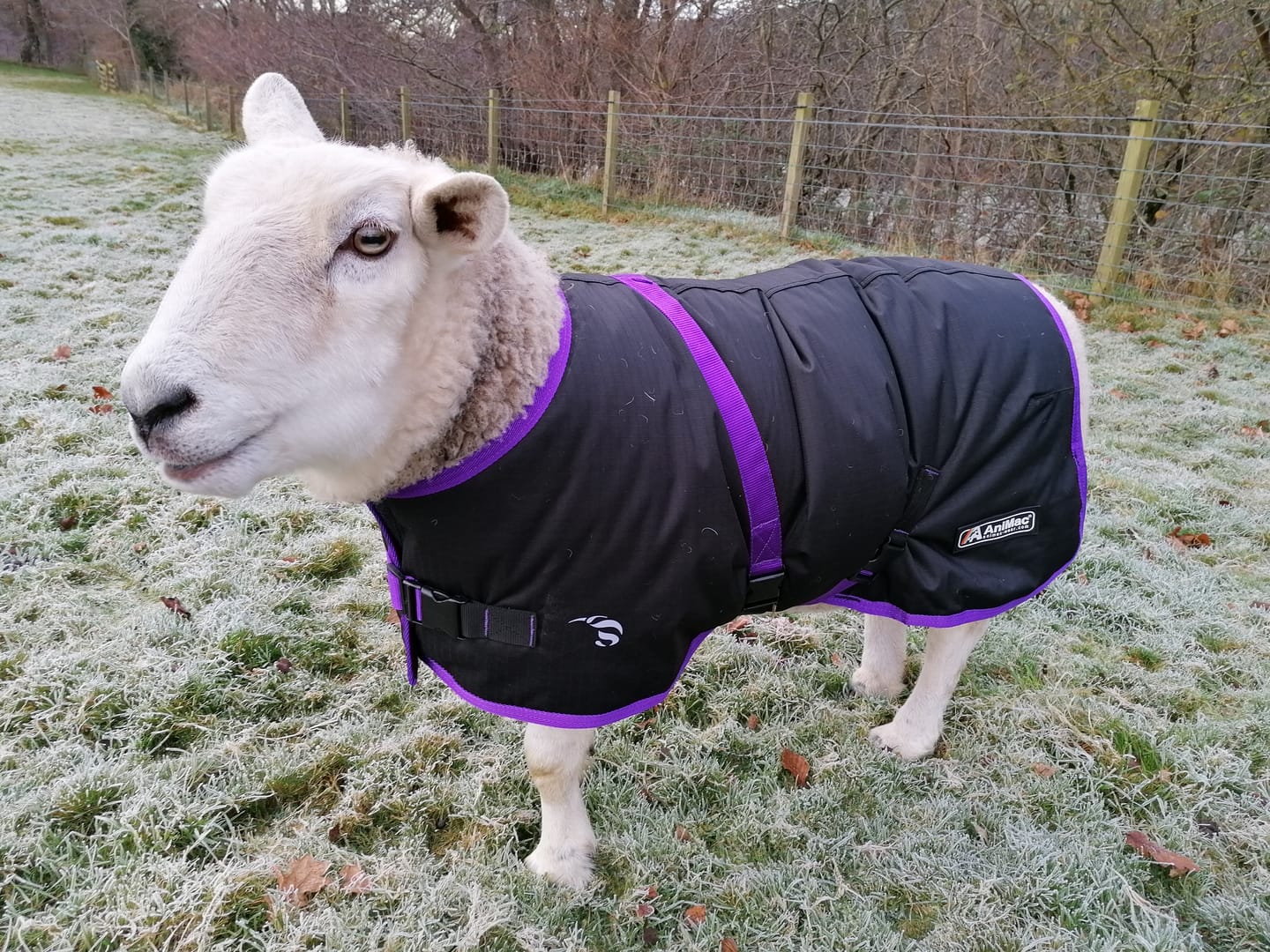 Customer photo review of Sheep Coat | Waterproof