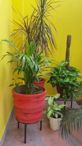 Customer photo review of UnitedCrafts Trivia Metal Pot Stand High Quality & Unique Design