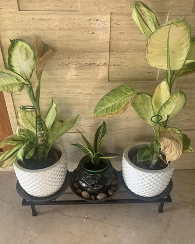 Customer photo review of United Crafts Classy Gamla Pot Stand High-Quality