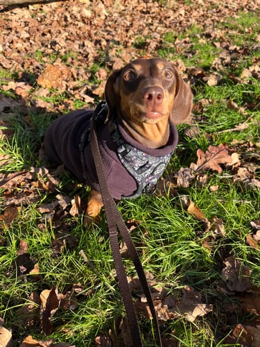 Customer photo review of Tough Trails™ Harness - Midnight Garden