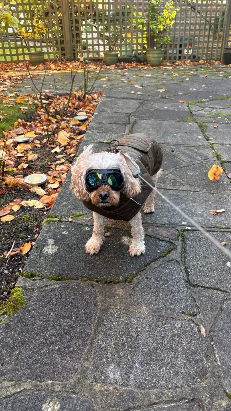 Customer photo review of Honey Comb Dog Coat