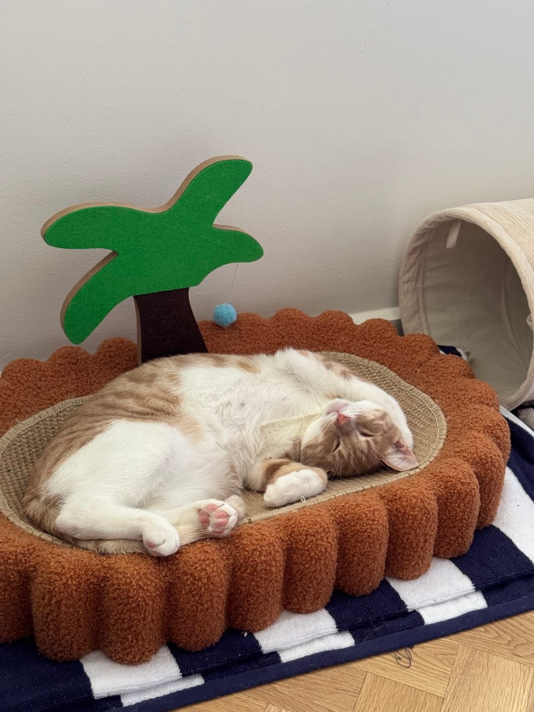 Customer photo review of Multifunctional Cat Scratcher Bed