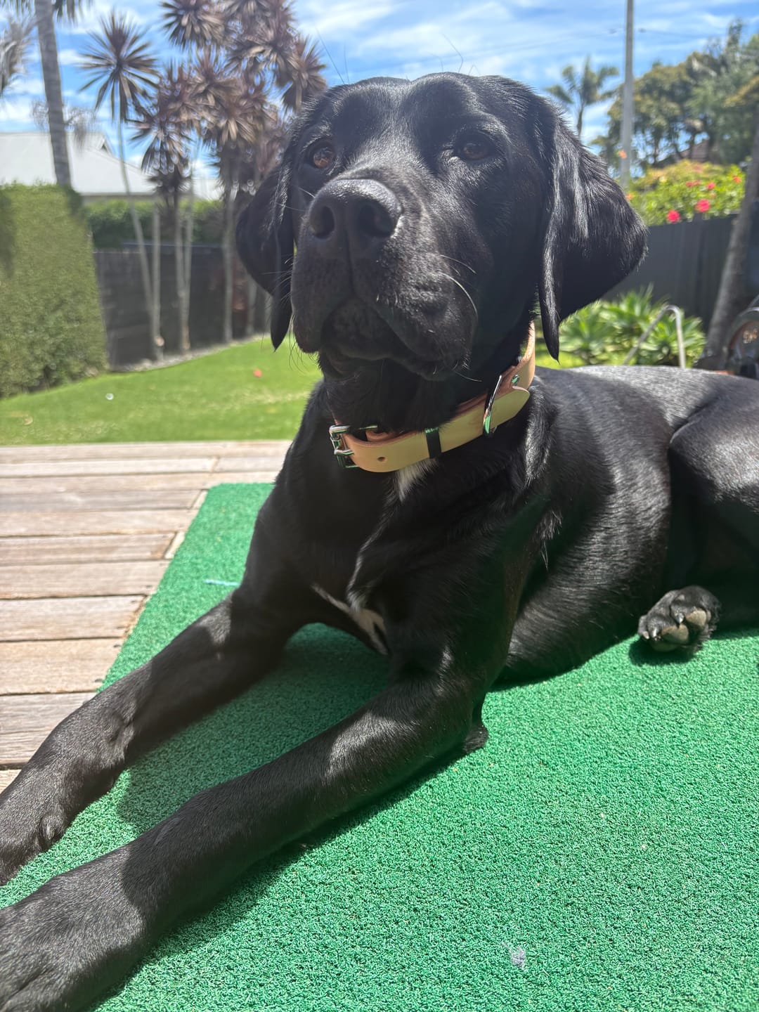 Customer photo review of Classic Buckle Leather Dog Collar - Custom Sized