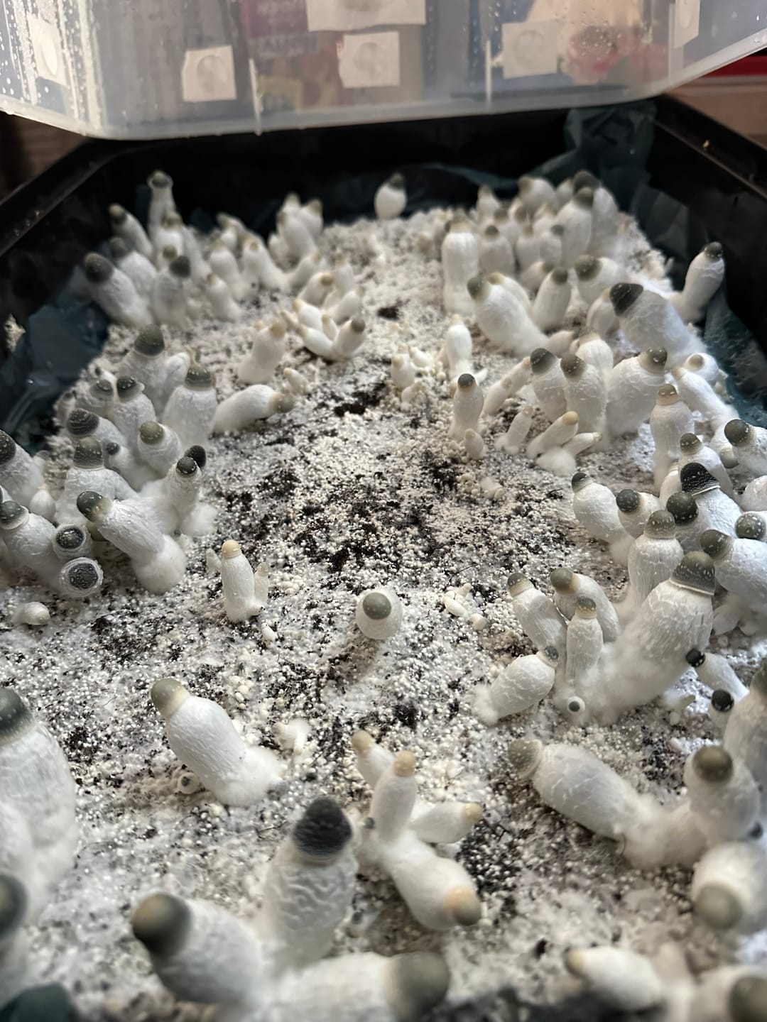 Customer photo review of Premium Bulk Substrate Mix 10 LBS