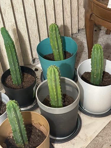 Customer photo review of San Pedro Cactus | Trichocereus (Echinopsis) Pachanoi