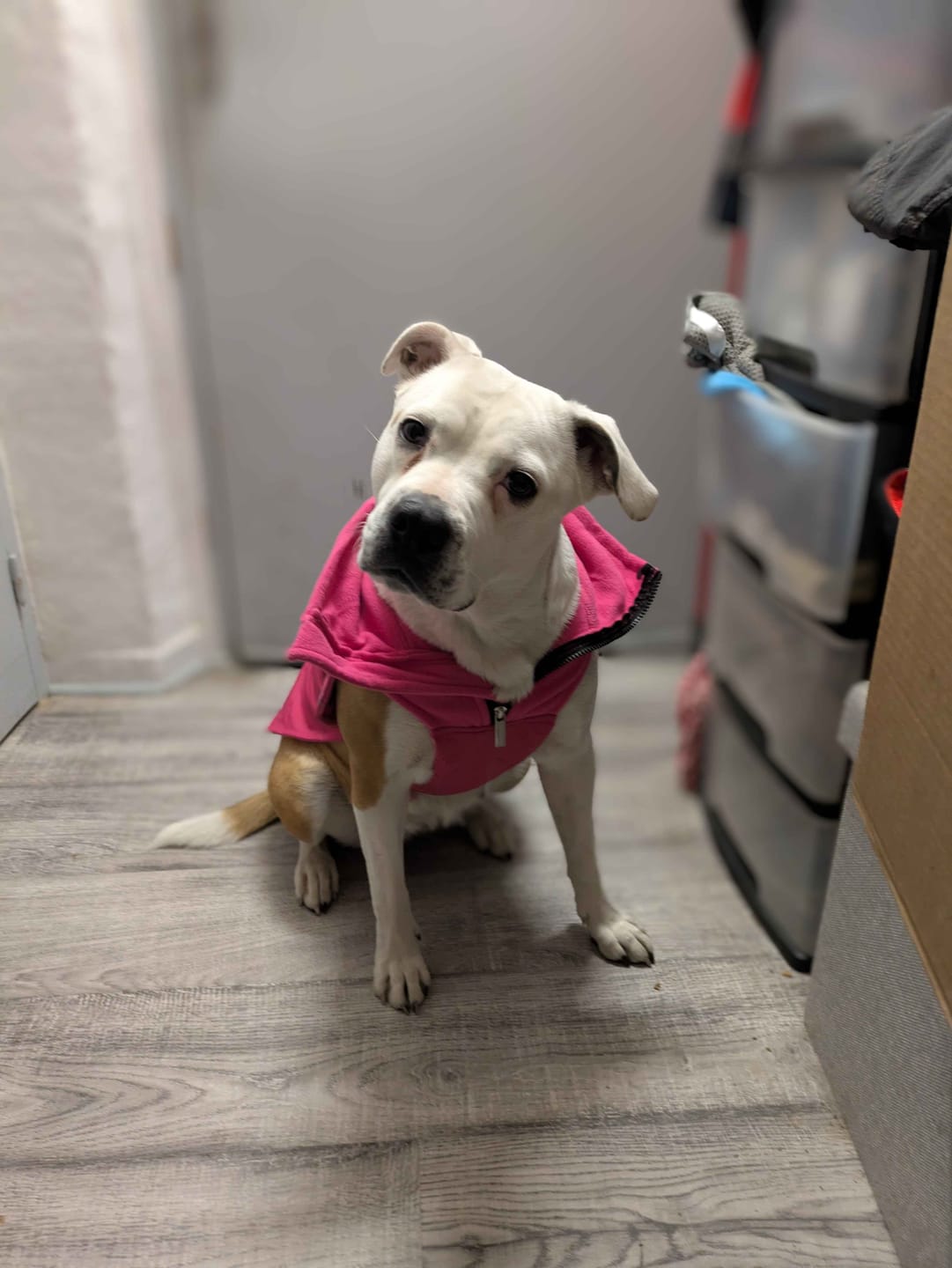 Customer photo review of Dog Coat With Zip - Shower Proof - Carminerose