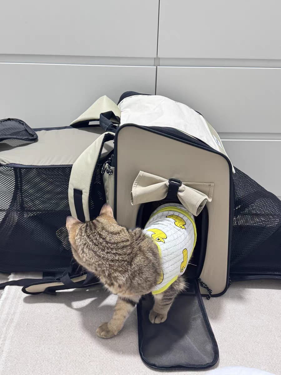 Customer photo review of Luxury Expandable Front and Rear Pet Travel Backpack Tent – Perfect for Multiple Cats, Large Cats, or Small Dogs