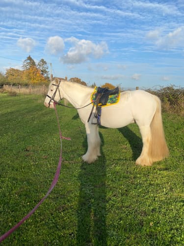 Customer photo review of Outlet - Saddle Pads