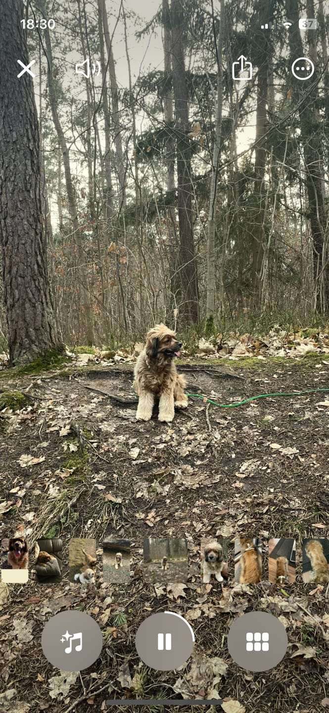 Customer photo review of Allergietest - Gräser, Milben & Co. Hund