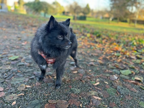 Customer photo review of Disney© Tough Trails™ Harness - Gingerbread Bear