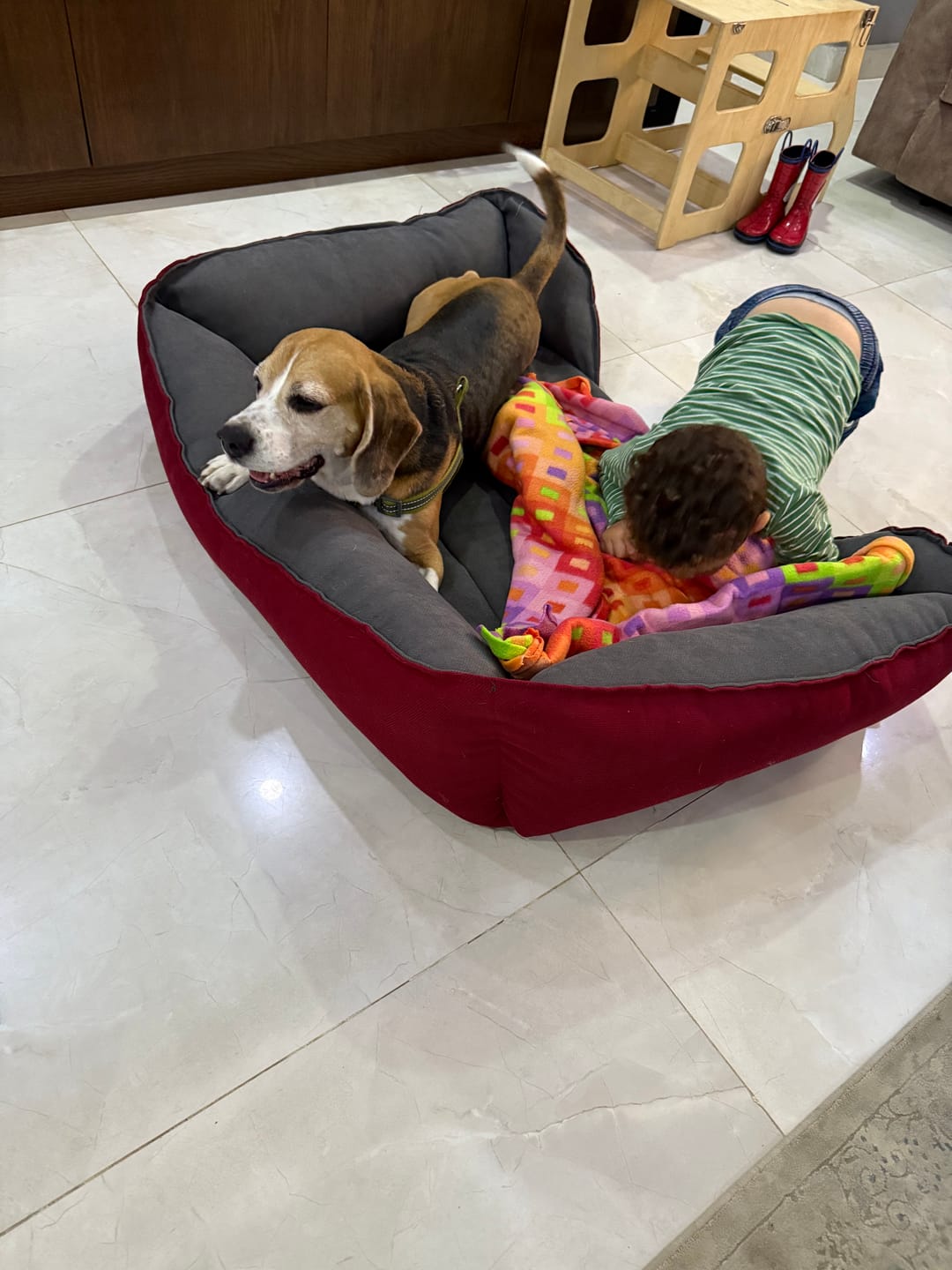 Customer photo review of Mike Pet Bed