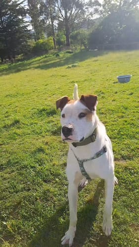 Customer photo review of Collar Combat 4 cm para Perros - Street Dogs - Khaki