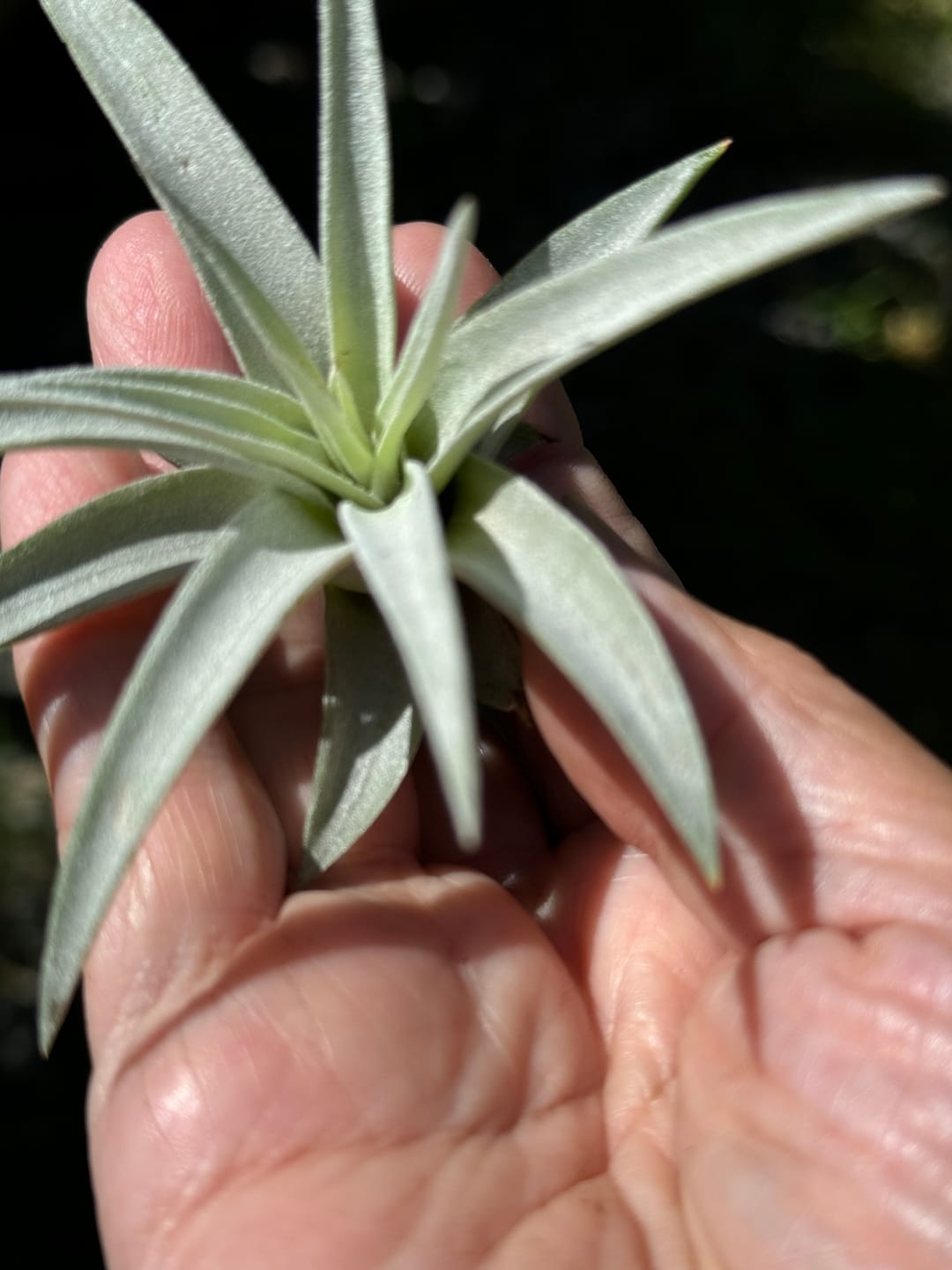Customer photo review of Harrisii  (Easy Care Plant)  *Cannot Be Shipped Internationally*