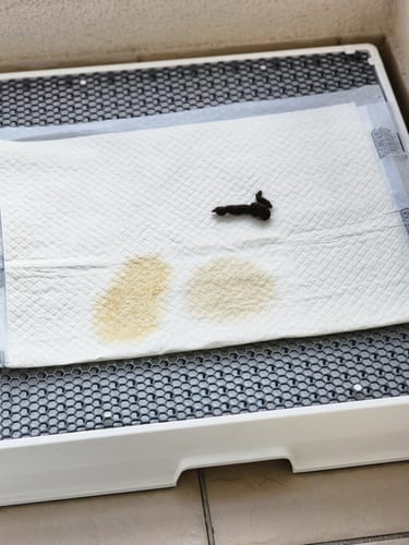 Customer photo review of Weasy Cão