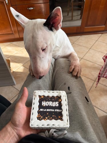 Customer photo review of Torta Per Cani Personalizzabile: Sei La Nostra STELLA