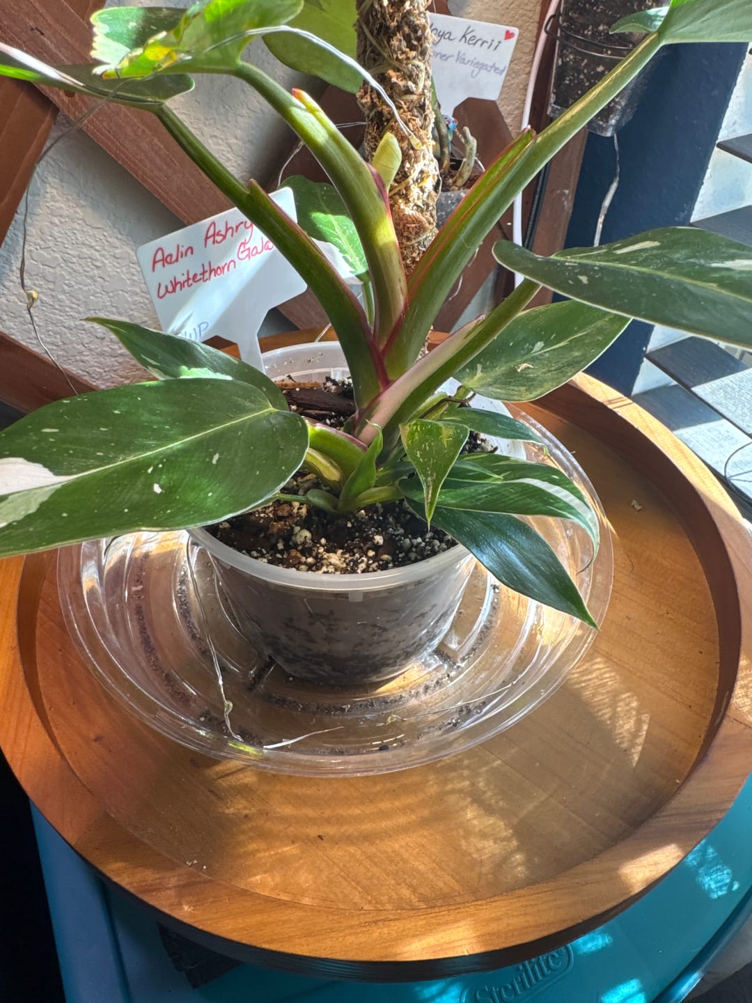 Customer photo review of Philodendron 'White Princess'