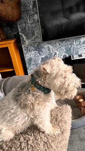 Customer photo review of Keepaws™ Leather AirTag Collar