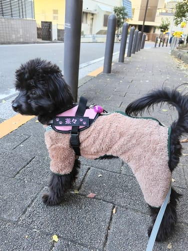 Customer photo review of FunFunPet 高機能ハーネス（お名前タグ作成サービス付き）