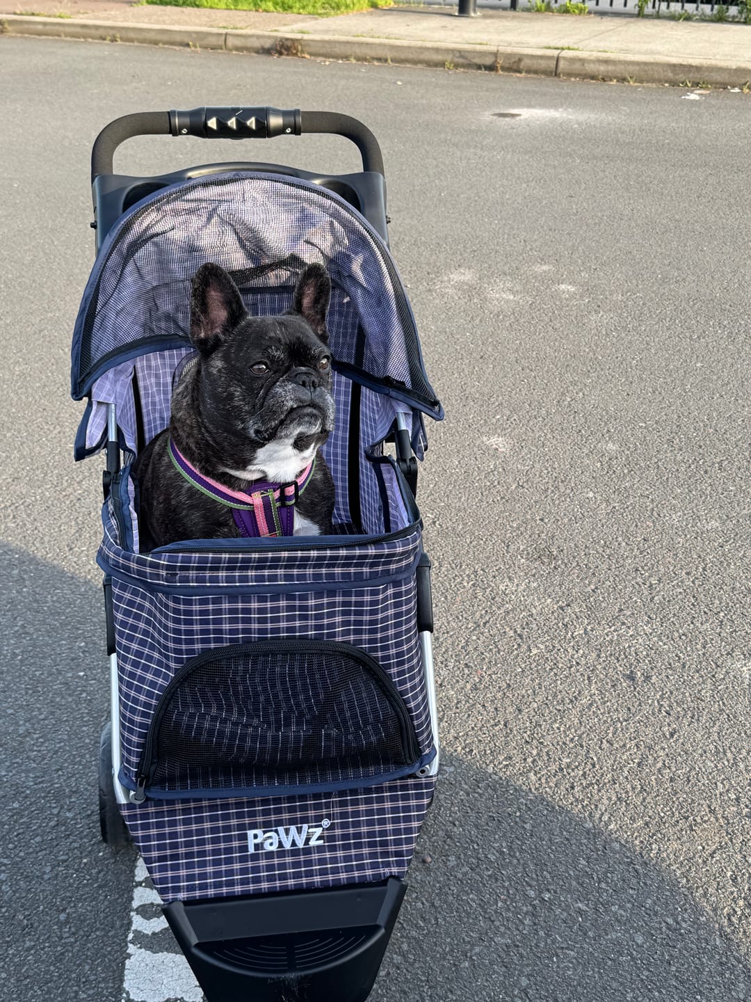 Customer photo review of PaWz Large Dog Stroller - 3 Wheels