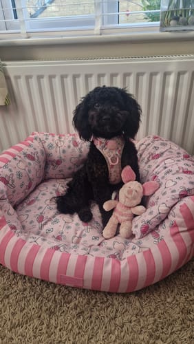 Customer photo review of Disney© Dog Bed - Piglet