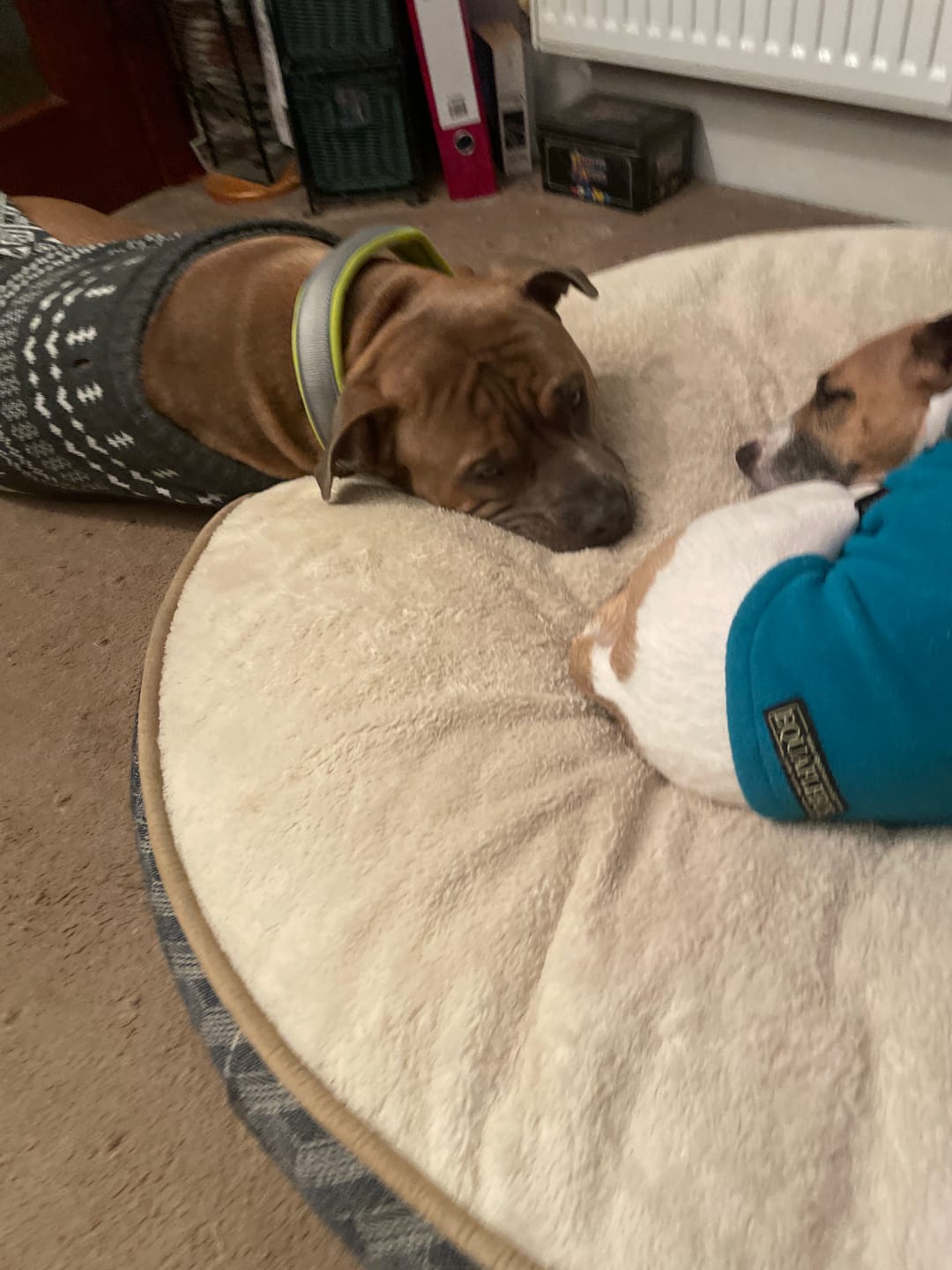 Customer photo review of 4cm Slip on Collar | Foam Padded - Metal Grey x Neon