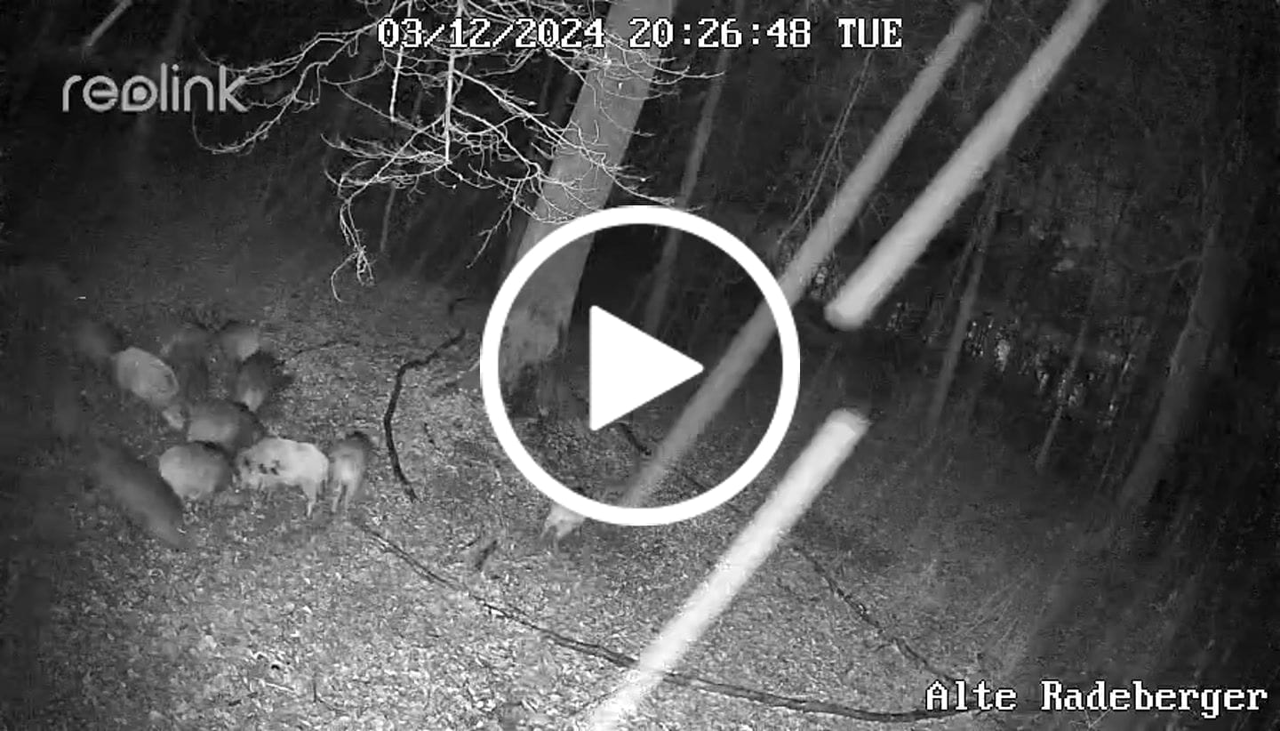 Customer video review of Rausch - Lockmittel Schwarzwild, Rehwild, Rotwild und Damwild