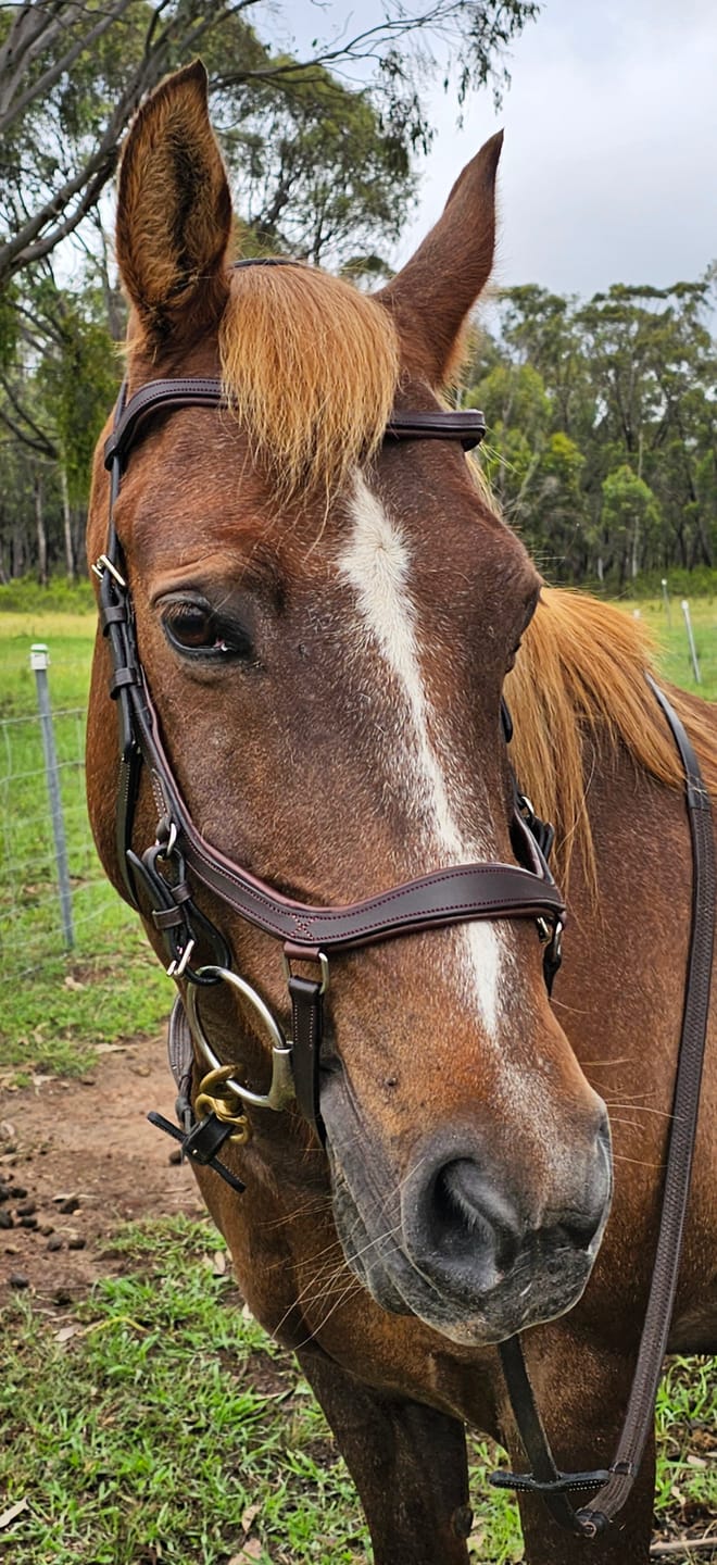 Customer photo review of HW Micklem 2 Competition Bridle