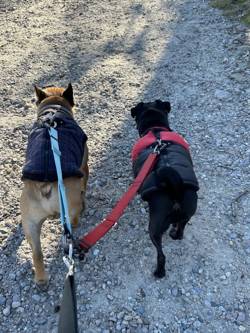 Customer photo review of Handler Lite