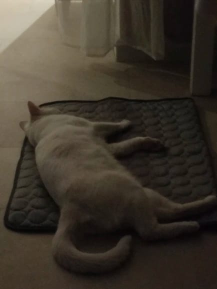 Customer photo review of Summer Cooling Mat for Pets - Extra Large Durable Cold Bed, Ice Pad, and Blanket for Dogs and Cats