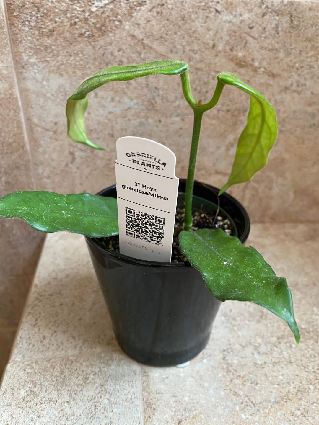 Customer photo review of Hoya globulosa/villosa
