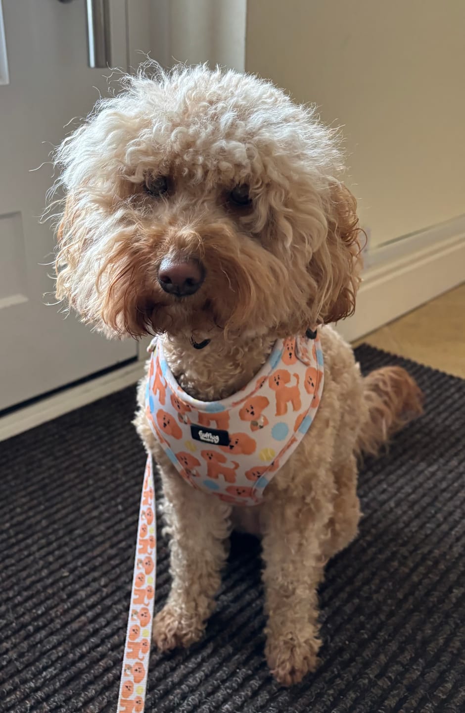 Customer photo review of Adjustable Dog Harness - Curly Club Collection