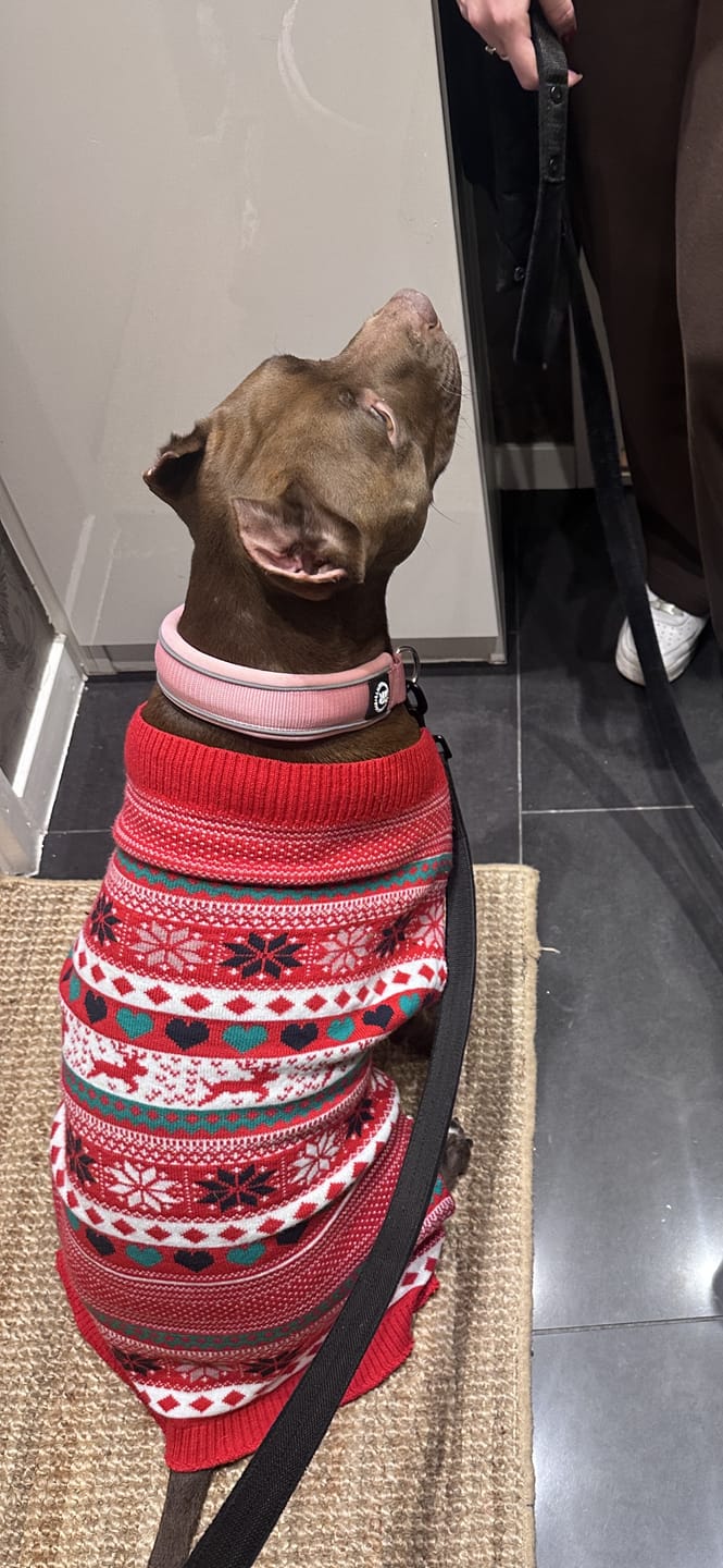 Customer photo review of 4cm Slip on Collar | Foam Padded - Pink