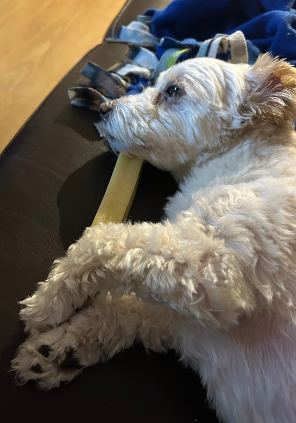 Customer photo review of Himalayan Yak Chew (SMALL)