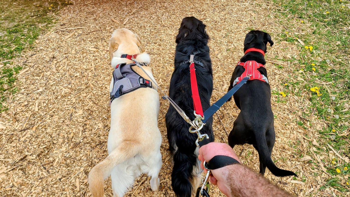 Customer photo review of Handler Lite