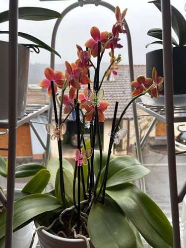 Customer photo review of Große Two of Us Duftorchidee Bolgheri mit orangen Blüten und 5 Rispen