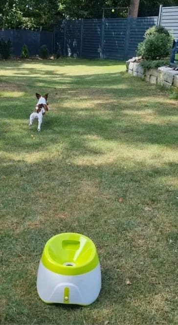 Customer photo review of Jirah Automatic Dog Ball Launcher™