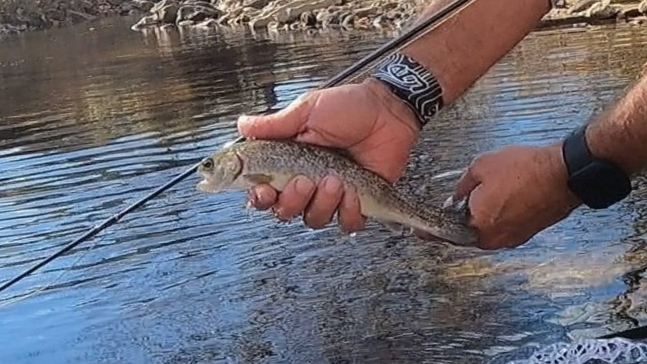 Customer photo review of Mag Band by Lid Rig