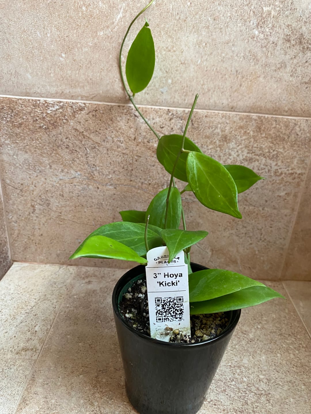 Customer photo review of Hoya 'Kicki'