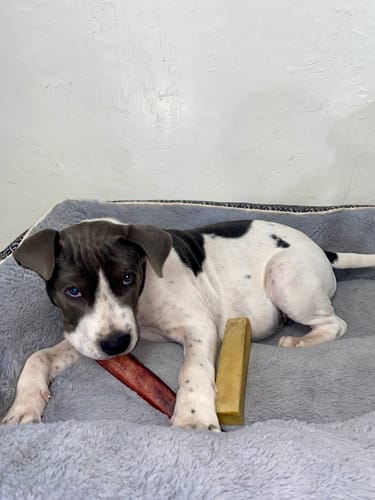 Customer photo review of 12 Inch Monster Bully Stick