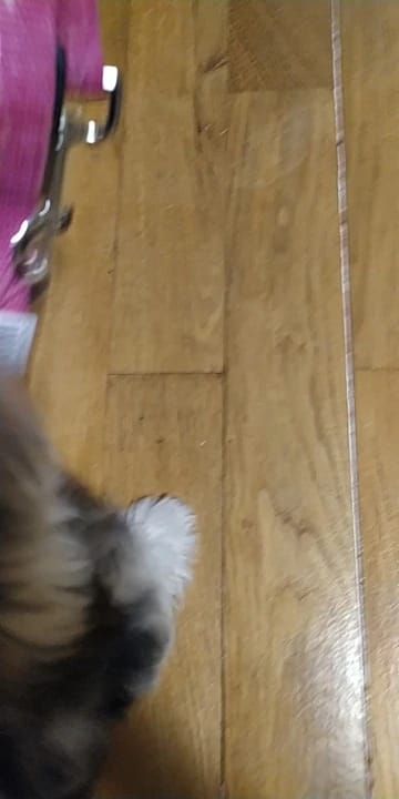 Customer photo review of Vehicle Safety Belt for Pets - Adjustable Harness with Lead Clip for Dogs and Cats