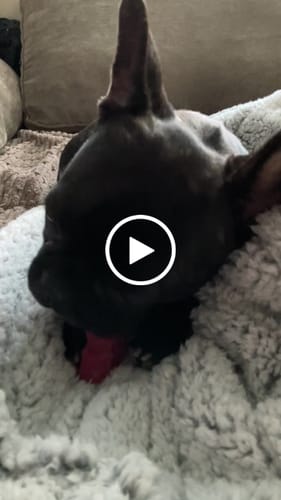 Customer video review of STRAWBERRY YAK CHEWS