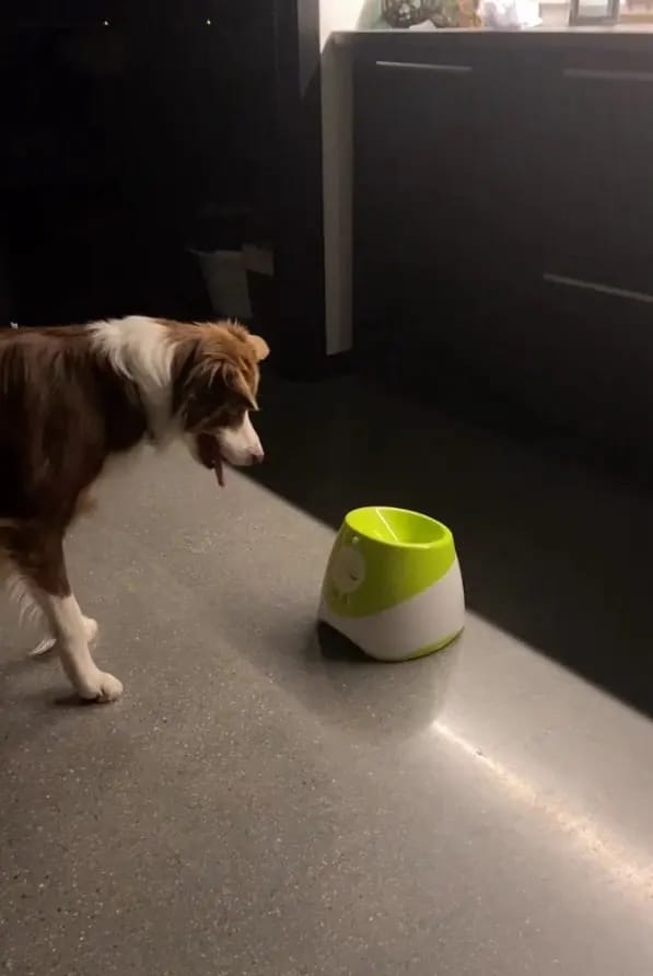 Customer photo review of Automatic Dog Ball Launcher™