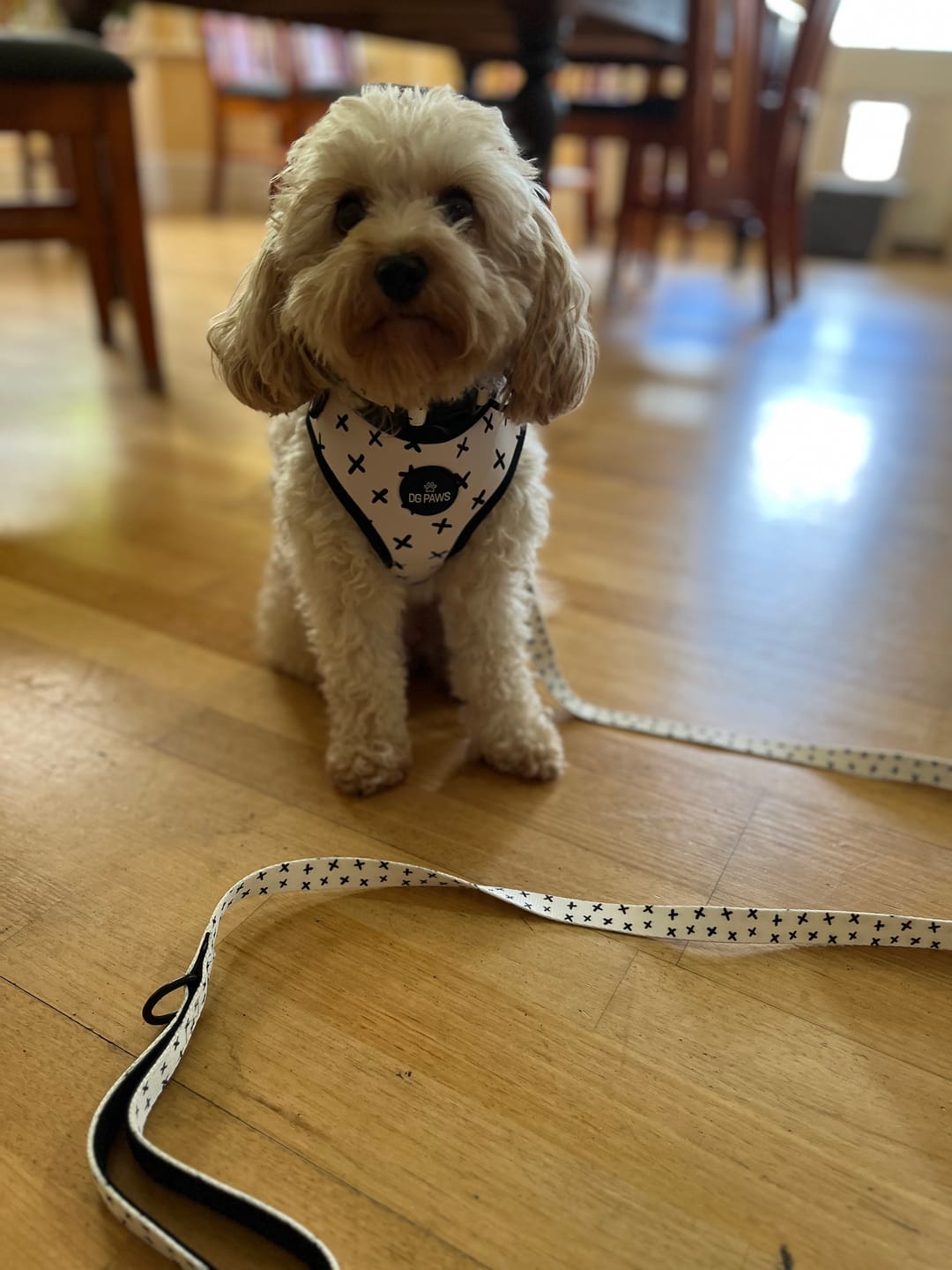 Customer photo review of Scooby Dog Harness