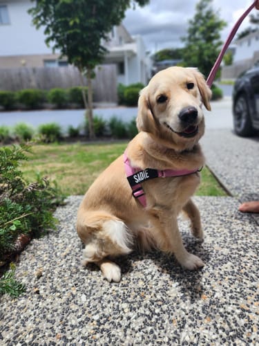 Customer photo review of Walk Essentials