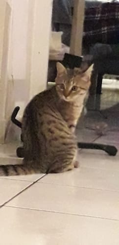 Avis photo d'un client sur Croquettes Chaton Sans Céréales - Poulet & Huile de Saumon