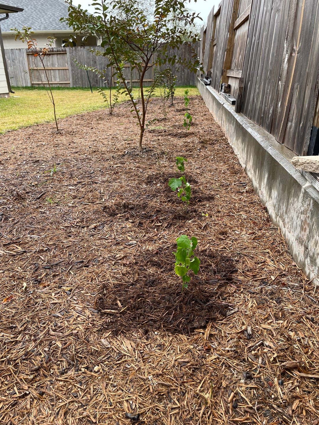 Customer photo review of Turk's Cap