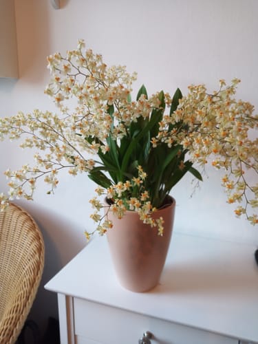 Customer photo review of Duftorchidee Oncidium Twinkle Jasmin mit 7+ Rispen