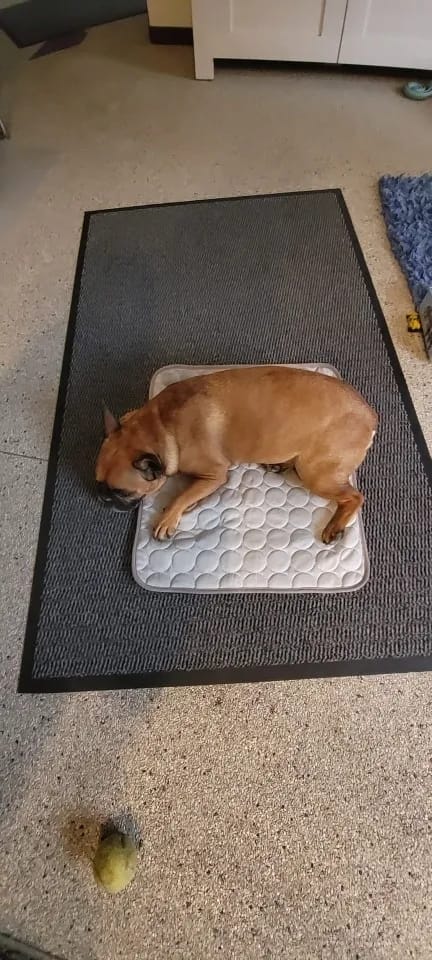 Customer photo review of Summer Cooling Mat for Pets - Extra Large Durable Cold Bed, Ice Pad, and Blanket for Dogs and Cats